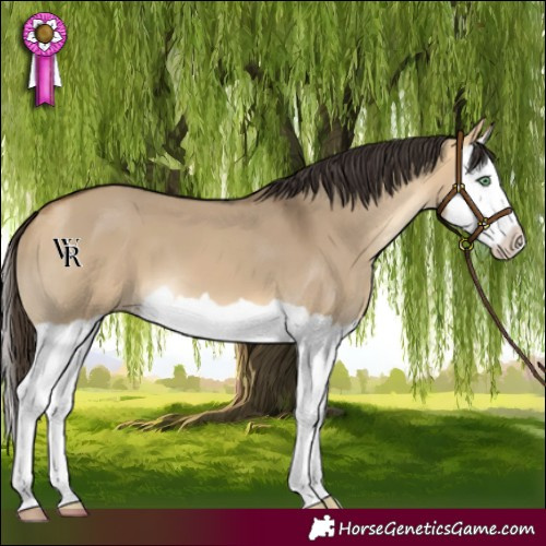 Horse Color:Buckskin Dun Splash 