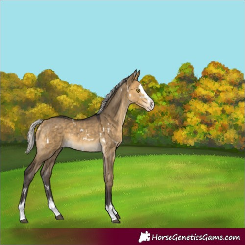 Horse Color:Unknown 