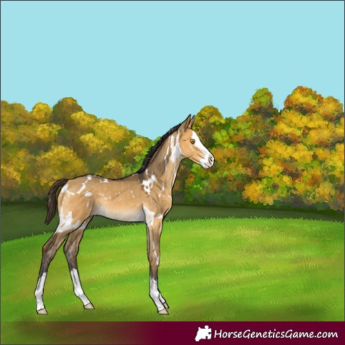 Horse Color:Unknown 