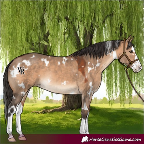 Horse Color:White Spotted Bay Dun Splash Rabicano 