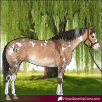 Horse Color:White Spotted Bay Dun Splash Rabicano 