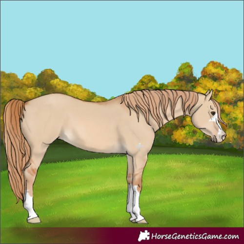 Horse Color:Red Dun 