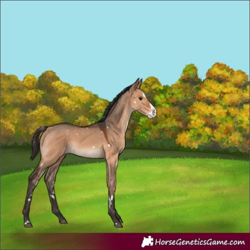 Horse Color:Unknown 