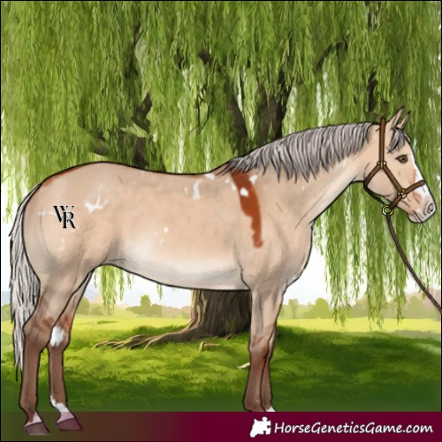 Horse Color:White Spotted Silver Bay Dun Splash Rabicano