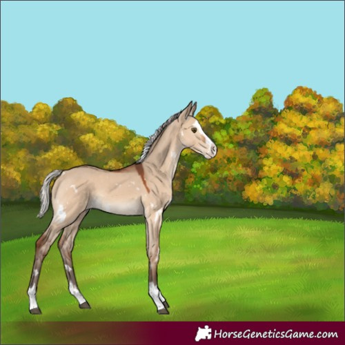 Horse Color:Unknown 