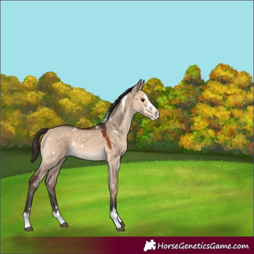 Horse Color:Unknown 