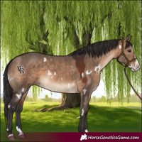 Horse Color:White Spotted Brown Dun Splash Rabicano