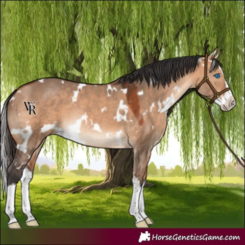 Horse Color:White Spotted Bay Dun Splash Rabicano 
