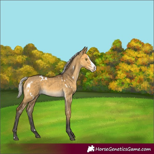 Horse Color:Unknown 