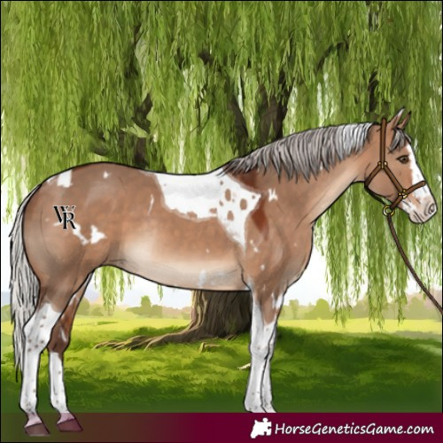 Horse Color:White Spotted Silver Bay Dun Splash Tobiano Rabicano 