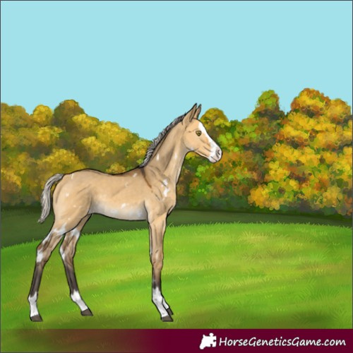 Horse Color:Unknown 