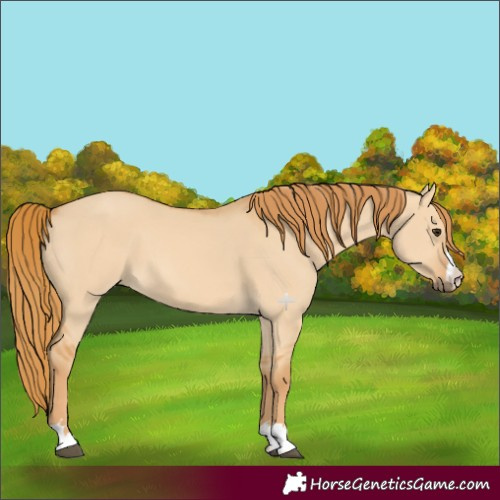 Horse Color:Red Dun 