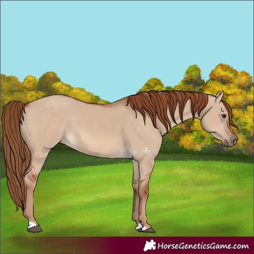 Horse Color:Red Dun 