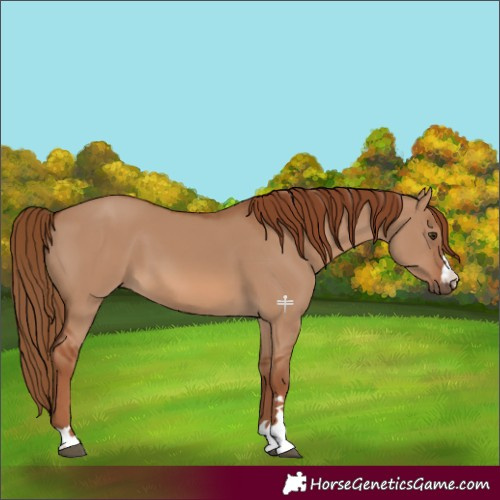 Horse Color:Red Dun 
