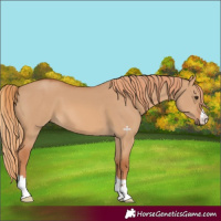 Horse Color:Red Dun 