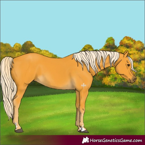 Horse Color:Palomino 