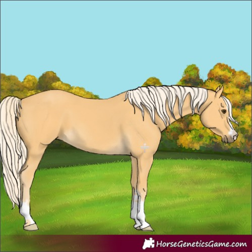 Horse Color:Palomino 