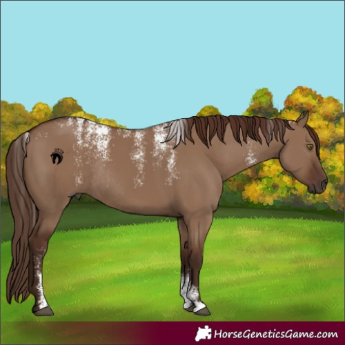 Horse Color:Powder White Liver Red Dun Rabicano 