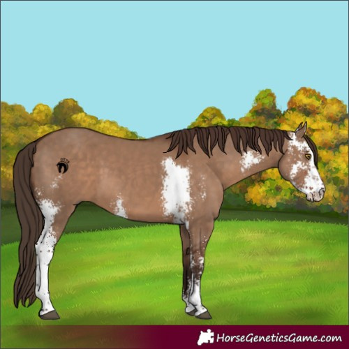 Horse Color:Liver Red Dun Sabino 