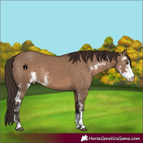 Horse Color:Liver Red Dun Sabino Rabicano 