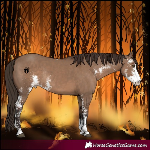 Horse Color:Liver Red Dun Sabino Rabicano 