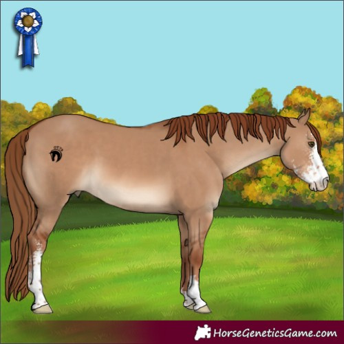 Horse Color:Red Dun Sabino 
