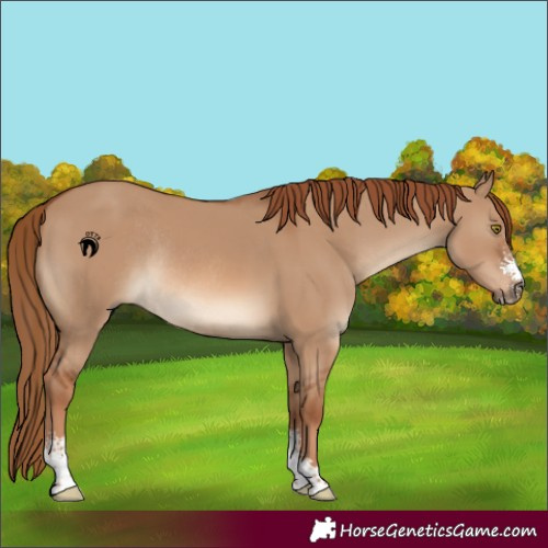 Horse Color:Red Dun Sabino Rabicano 
