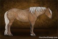 Horse Color:Silver Buckskin Sabino 