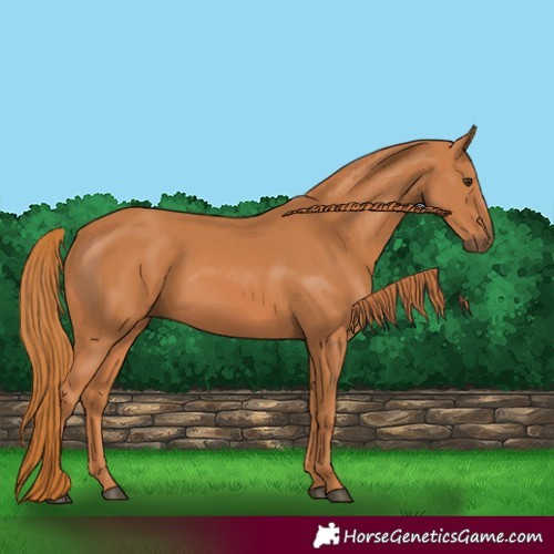 Horse Color:Chestnut 