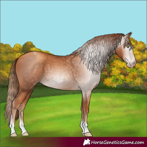 Horse Color:Gray Gold Champagne Tobiano 