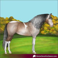 Horse Color:Gray Amber Champagne Tobiano