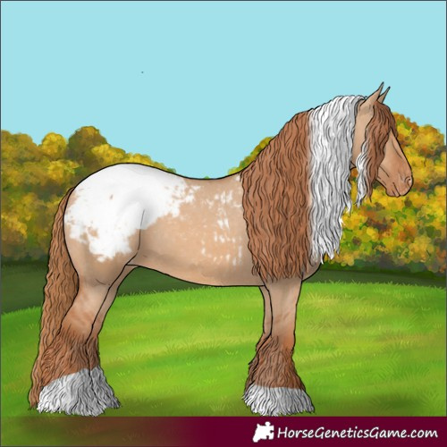 Horse Color:Red Dun Tobiano Appaloosa 
