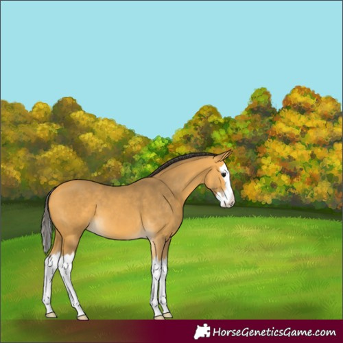 Horse Color:White Spotted Buckskin Splash 