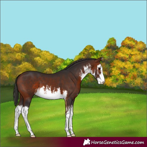 Horse Color:White Spotted Bay
