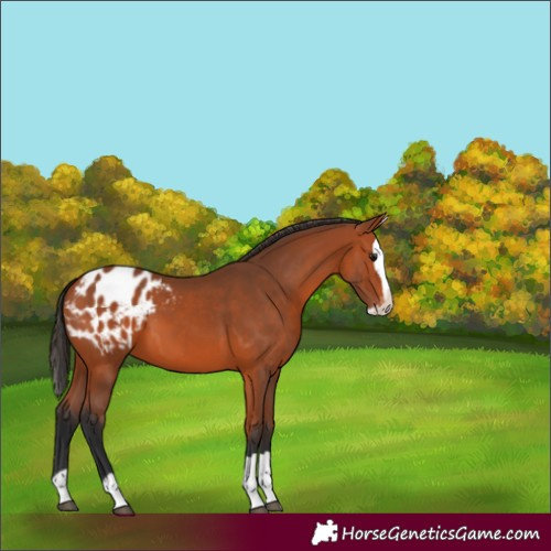 Horse Color:Bay Splash Appaloosa 