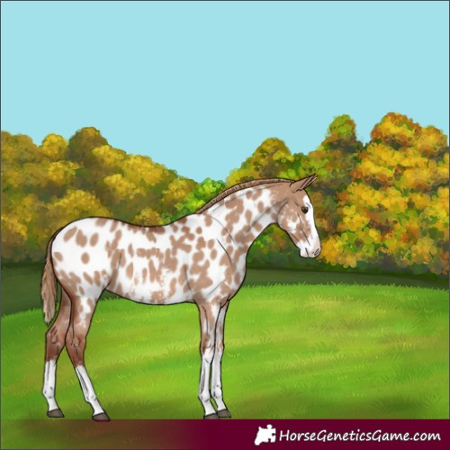 Horse Color:Red Dun Sabino Splash Appaloosa 