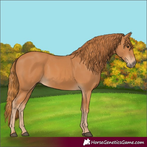 Horse Color:Chestnut 