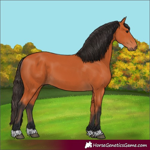 Horse Color:Bay 