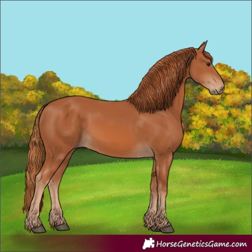 Horse Color:Chestnut 
