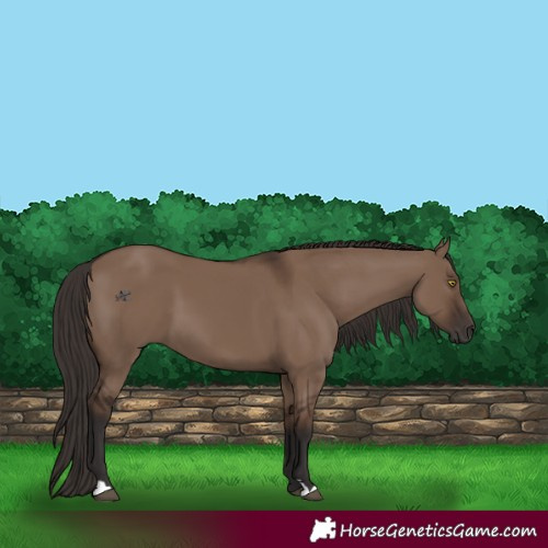 Horse Color:Liver Red Dun 