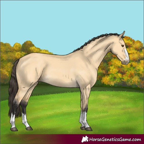 Horse Color:Buckskin Dun 