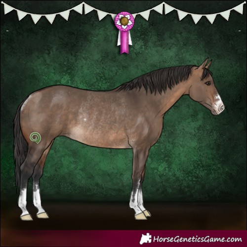 Horse Color:Bay Dun Rabicano 