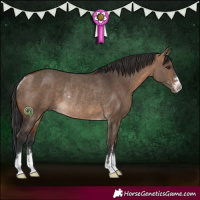 Horse Color:Bay Dun Rabicano 