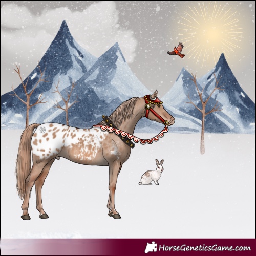 Horse Color:Red Dun Appaloosa 