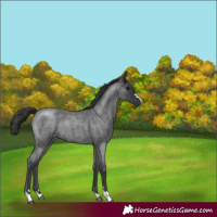 Horse Color:Blue Roan 