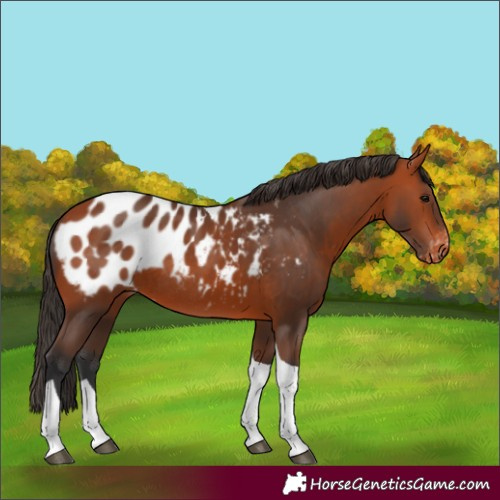 Horse Color:Bay Tobiano Appaloosa Rabicano 