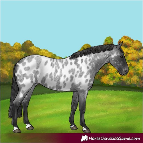 Horse Color:Blue Roan Appaloosa 