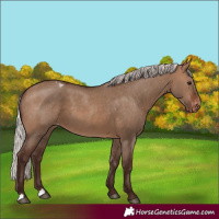 Horse Color:Silver Brown Dun Appaloosa 