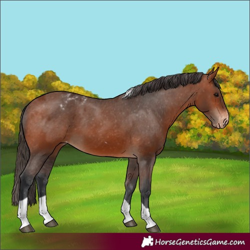 Horse Color:Bay Tobiano Varnish Rabicano 