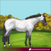 Horse Color:Blue Roan Appaloosa 